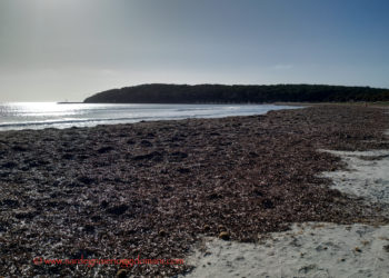 Il 14 gennaio Isabella Trombetta sarà ospite di IED Cagliari, per il ciclo di open lesson IEDTalks