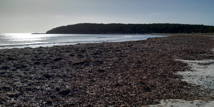 Il 14 gennaio Isabella Trombetta sarà ospite di IED Cagliari, per il ciclo di open lesson IEDTalks