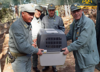 Il 12 febbraio, a Tempio Pausania, è stato liberato un giovane muflone