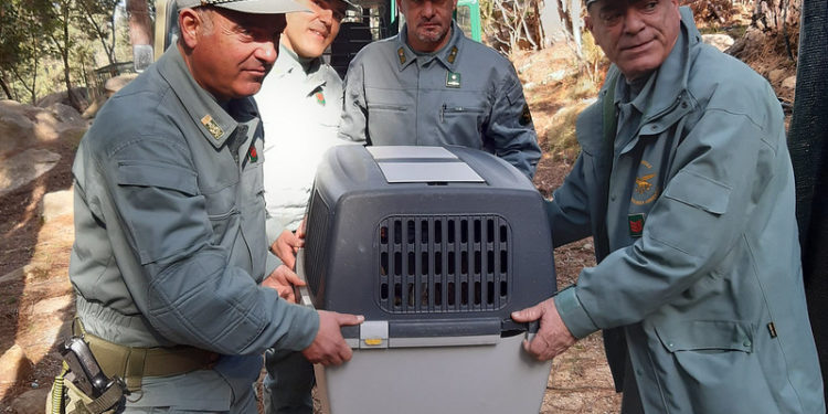 Si intensificano le iniziative di prevenzione e repressione del bracconaggio nel Sulcis e nel Sarrabus