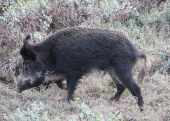 Nuovo abbattimento di maiali allo stato brado illegale, nelle campagne di Orgosolo