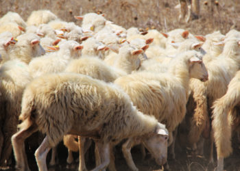 L’assessore regionale dell’Agricoltura ha convocato il tavolo del latte ovi-caprino per giovedì 13 febbraio