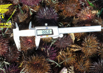 Operazione del Corpo Forestale e della ASL di Cagliari a tutela dei ricci di mare