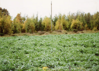 Covid-19: Cia Sardegna chiede misure di sostegno per ortofrutta, floricoltura ed agriturismo