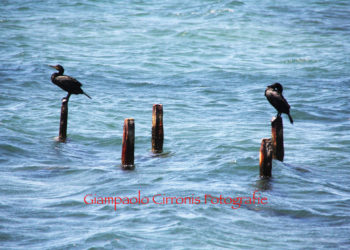 La Regione ha stanziato 1 milione di euro per gli enti locali, per i danni alla fauna selvatica ed il censimento dei cormorani