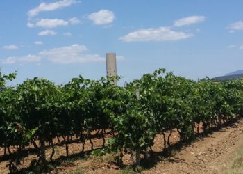 La crisi colpisce duramente i vini IGT, DOC e DOCG della Sardegna