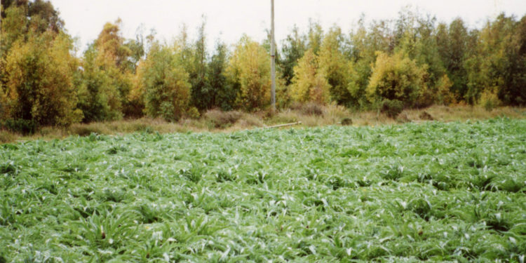 Cia Sardegna: «A rischio l’erogazione dei premi comunitari per le aziende agricole sarde»
