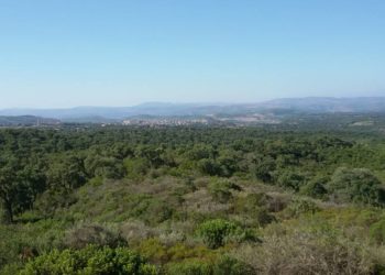 A Escalaplano, è allarme cavallette