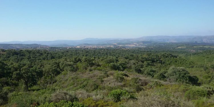 A Escalaplano, è allarme cavallette