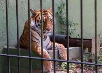 Animali selvatici ed esotici al circo, negli spettacoli e negli intrattenimenti: Pula dice no