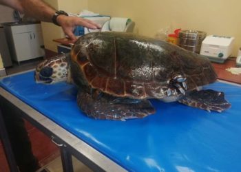 Porto Torres: alle cure del Crama e del Parco dell’Asinara la tartaruga cadetta cadetta salvata nei giorni scorsi