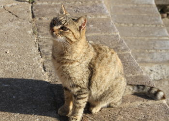 Norbello, cani e gatti avvelenati, la denuncia del sindaco Matteo Manca