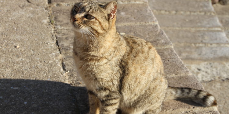 Norbello, cani e gatti avvelenati, la denuncia del sindaco Matteo Manca