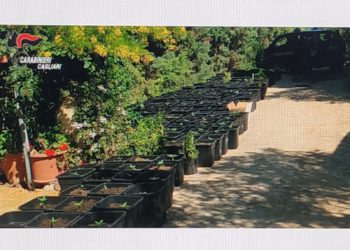 Due giovani di Sestu sono stati arrestati dai carabinieri per detenzione ai fini di spaccio e coltivazione di sostanze stupefacenti