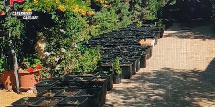 Due giovani di Sestu sono stati arrestati dai carabinieri per detenzione ai fini di spaccio e coltivazione di sostanze stupefacenti