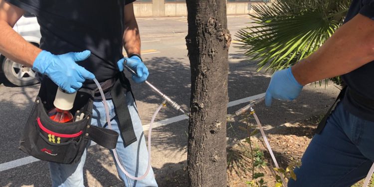 Oristano: 1.800 piante saranno liberate dalla cocciniglia