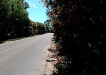 Sassari: potati gli oleandri nella strada per Platamona