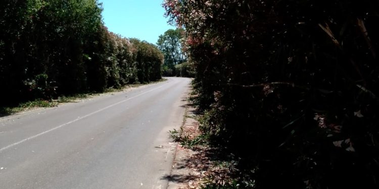 Sassari: potati gli oleandri nella strada per Platamona