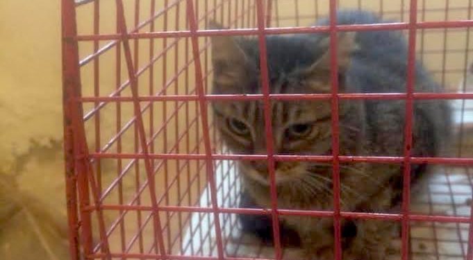 Bosa: sterilizzati i gatti di via Carmine