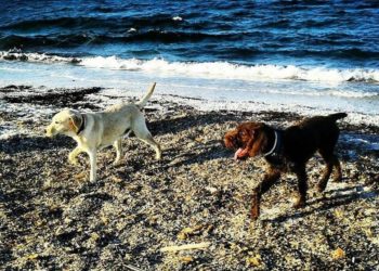 Sassari: un tratto della spiaggia di Fiume Santo sarà dog beach