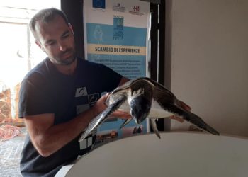 Arborea: sarà liberata presto la tartaruga “Arrubia”