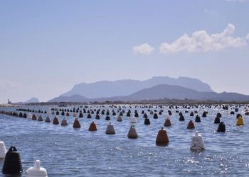 “Salviamo la costa di Golfo Aranci”: raccolte oltre 1.000 firme per dire no all’allevamento di ostriche e cozze a Baracconi