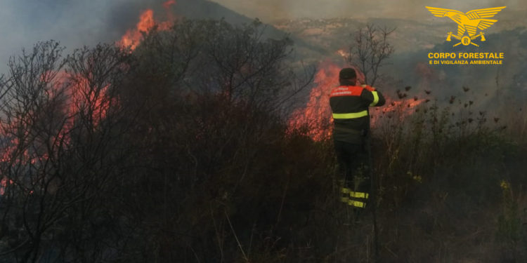 Incendio nelle campagne di Bottida, sul posto uomini e mezzi del Corpo forestale