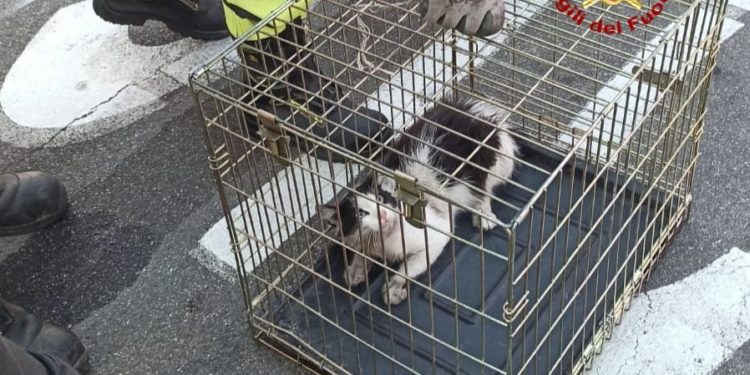 Stamane, a Monserrato, i vigili del fuoco sono intervenuti per salvare un gatto finito nel vano motore di un’auto