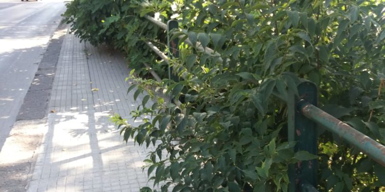 Manlio Mesina (Fdi Audax e Spazio Identitario Domus Turritana): «Ripristinare sicurezza e decoro in viale Sicilia»