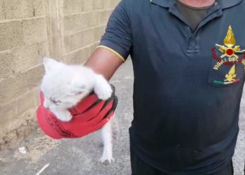Sestu: un gattino finisce all’interno di blocchetti di cemento, lo salvano i vigili del fuoco