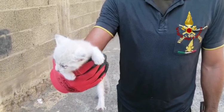Sestu: un gattino finisce all’interno di blocchetti di cemento, lo salvano i vigili del fuoco
