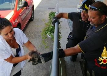 I vigili del fuoco, a Cagliari, hanno recuperato un gatto finito nelle bocche di lupo di areazione in un cavedio di un magazzino