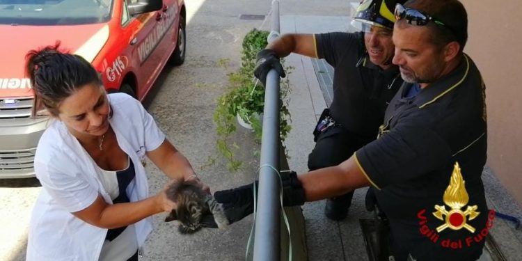 I vigili del fuoco, a Cagliari, hanno recuperato un gatto finito nelle bocche di lupo di areazione in un cavedio di un magazzino