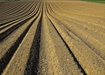 Clima torrido nel Terralbese. I produttori ortofrutticoli Coldiretti: «Prodotti rovinati e lasciati sul campo»