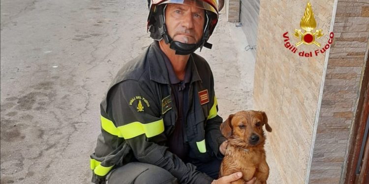 Iglesias: a fuoco un appartamento, i vigili del fuoco salvano un cane ed alcuni gatti