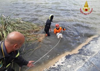 Codrongianos: i vigili del fuoco recuperano 6 pecore cadute nel bacino artificiale di Campu Lazzari