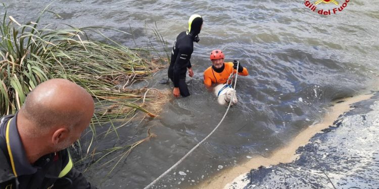 Codrongianos: i vigili del fuoco recuperano 6 pecore cadute nel bacino artificiale di Campu Lazzari