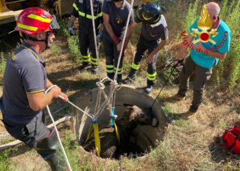 Orgosolo: un asino precipita in un pozzo, salvato dai vigili del fuoco