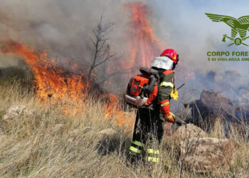 Incendio nelle campagne di Siris, sul posto uomini e mezzi del Corpo forestale