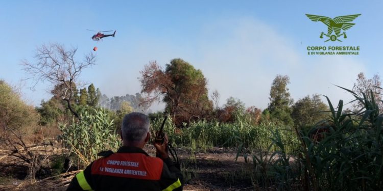 Incendio nelle campagne di Villaspeciosa, sul posto il Corpo forestale