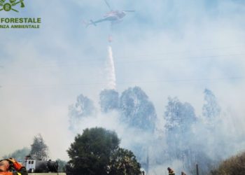 Fiamme nelle campagne di Buddusò, sul posto uomini e mezzi del Corpo forestale
