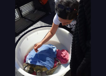 Sinis: torna in libertà la tartaruga Arrubia 