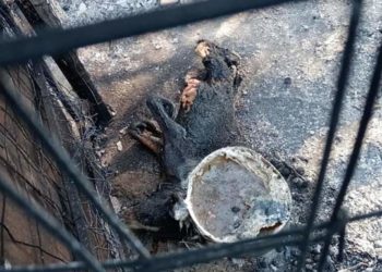 Incendi in Sardegna. Coldiretti: «Anni di lavoro mandati in fumo in poche ore»