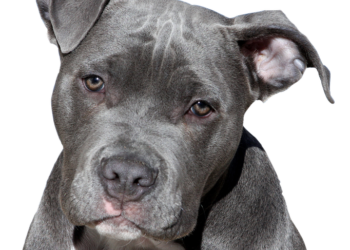 Due esemplari di american staffordshire terrier impiccati a Olbiamare. Settimo Nizzi: «Atti eseguiti da belve senza dignità e cuore»