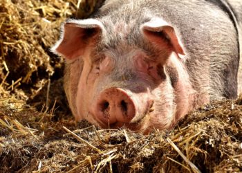 Coldiretti Sardegna: «Parte il conto alla rovescia per il via all’export delle carne suine»