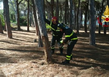 Caprera: i vigili del fuoco abbattono due grossi pini