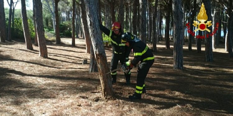 Caprera: i vigili del fuoco abbattono due grossi pini