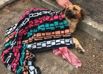 Cagliari: un cane urta uno scooter in via Cornalias, il conducente lo soccorre