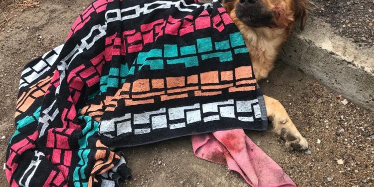 Cagliari: un cane urta uno scooter in via Cornalias, il conducente lo soccorre