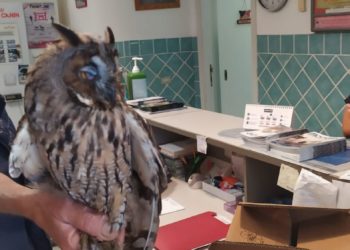 Cagliari: la Polizia locale recupera un gufo all’interno del giardino interno dell’hospice in via Jenner